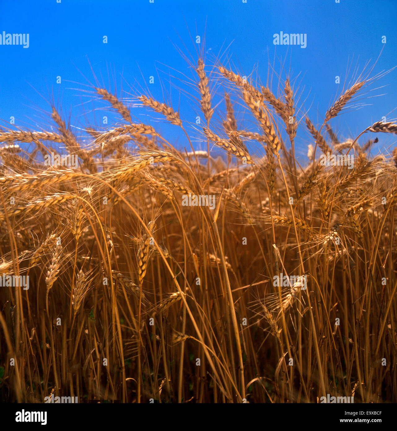 A stand of mature awned, or bearded, wheat heads in late afternoon light with a blue sky in the background / Ontario, Canada. Stock Photo