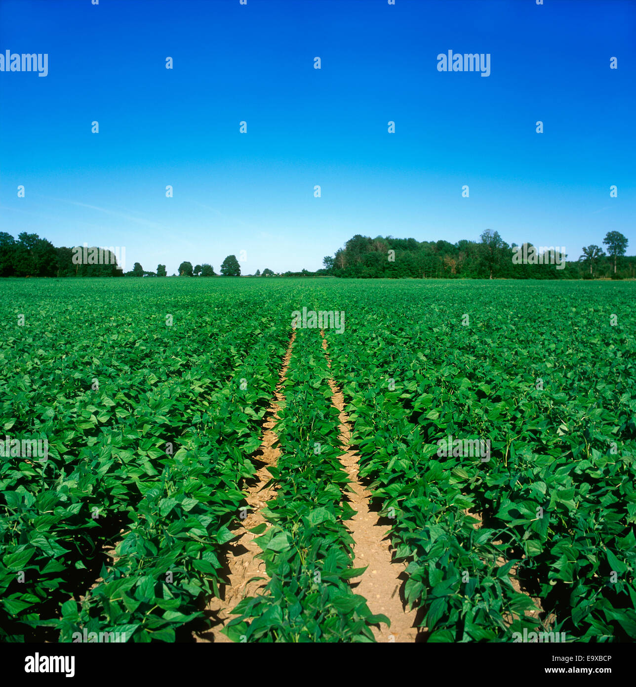 Black turtle beans growing hires stock photography and images Alamy