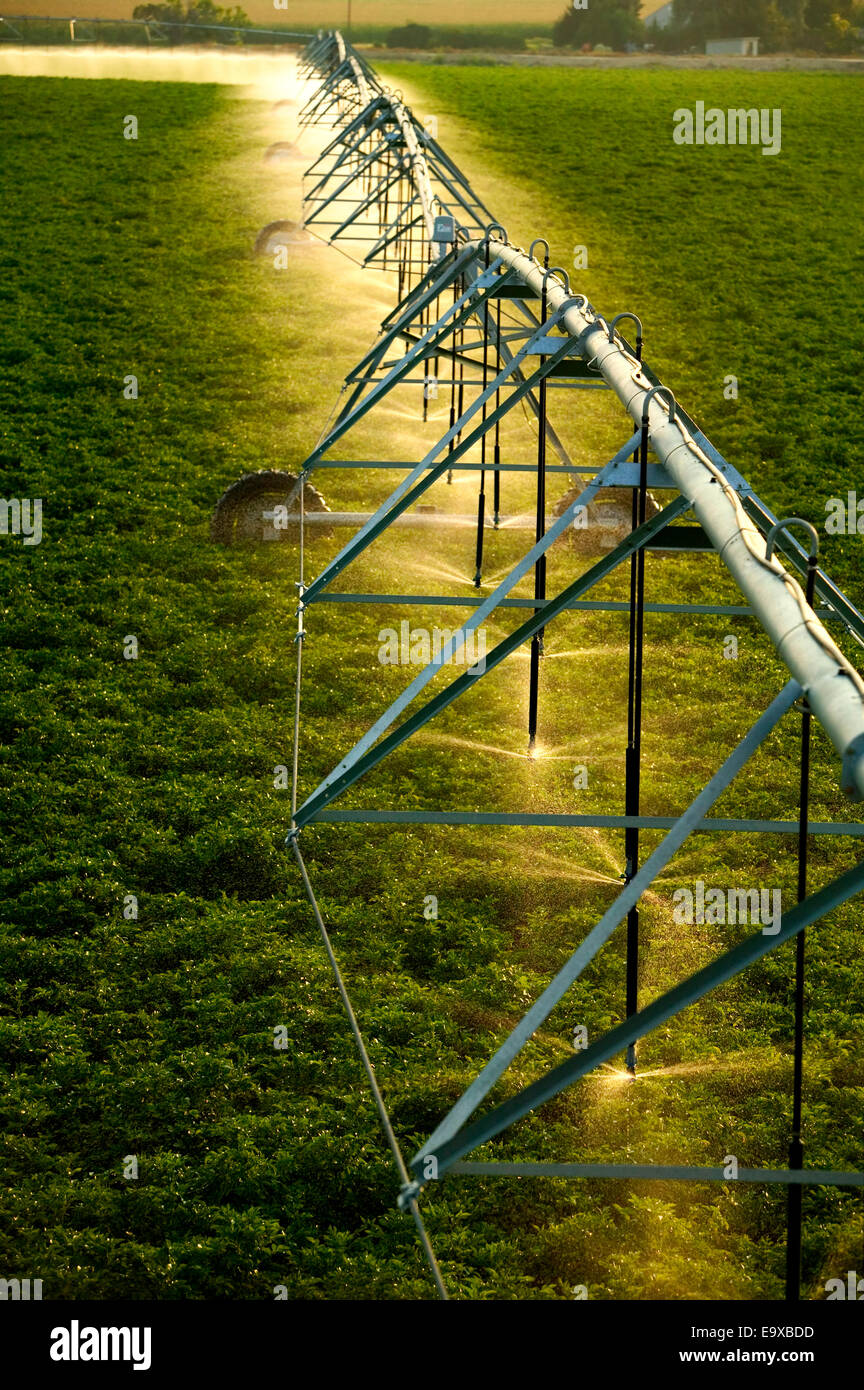 Agriculture Center Pivot irrigation system irrigating a mid growth potato field in sunset