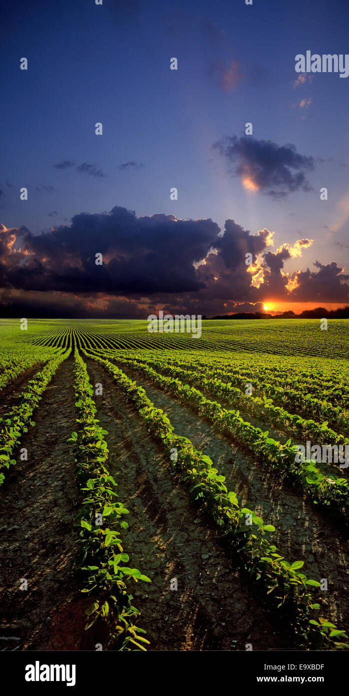 Agriculture - Large rolling field of early growth conventionally tilled soybeans at sunset / Ontario, Canada. Stock Photo