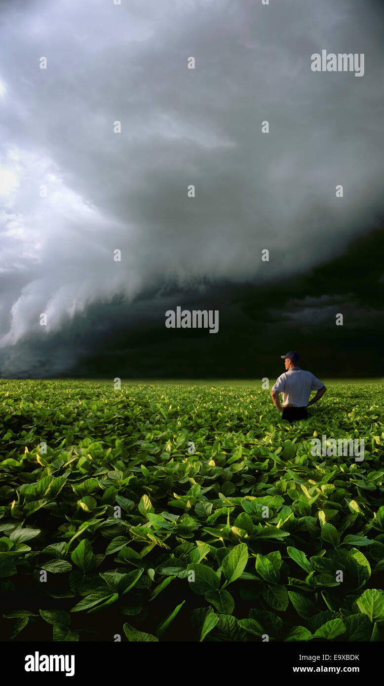 Agriculture - A farmer standing in his mid growth soybean field watches as a severe storm approaches / Ontario, Canada. Stock Photo
