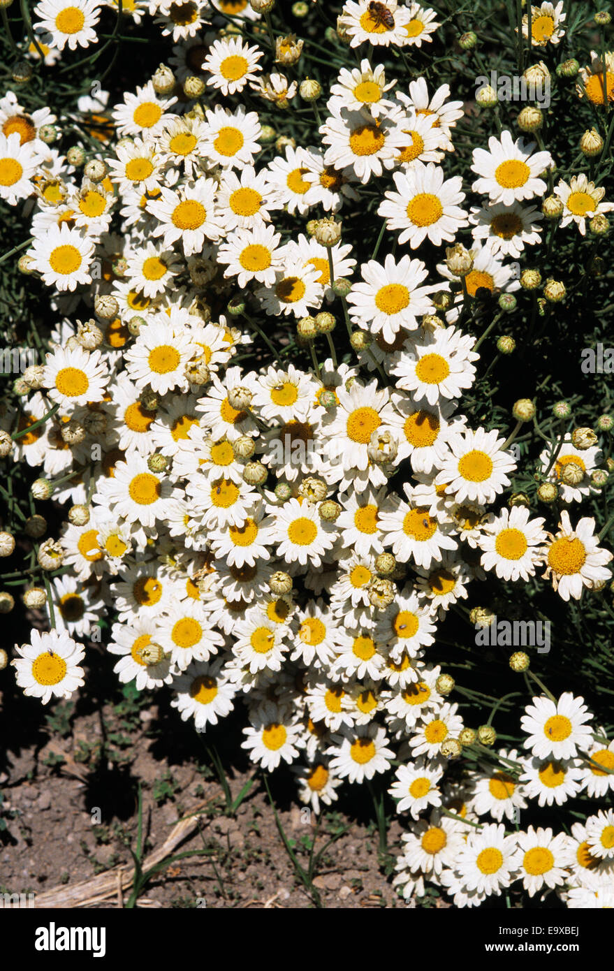 Pyrethrum flowers (Chrysan- themum cinerariaefolium), the commercial source of organic pyrethrum insecticide / California, USA. Stock Photo