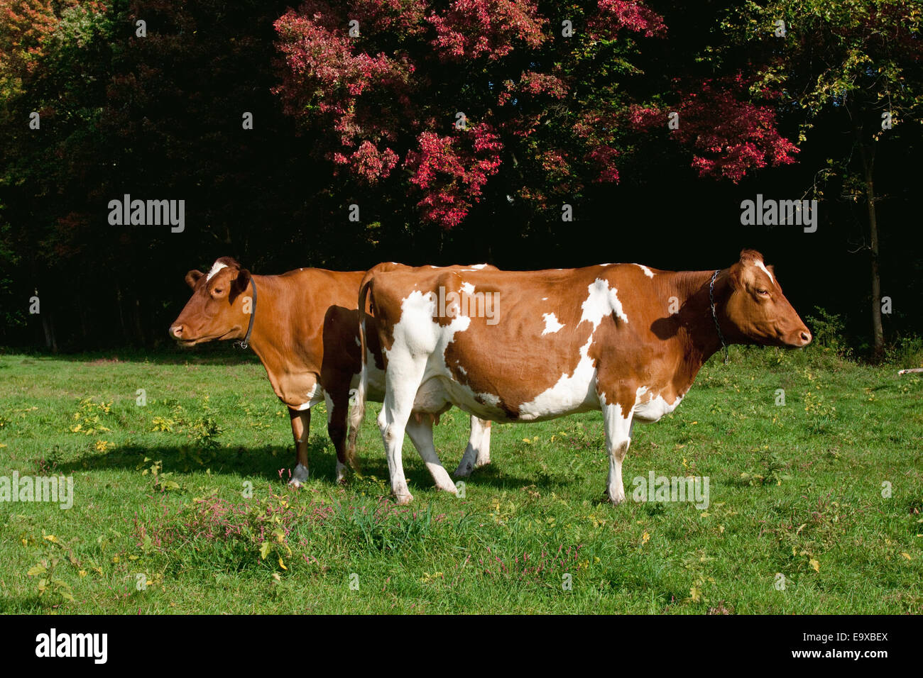 Livestock “Pushmipullyu” Guernsey dairy cows standing on a green