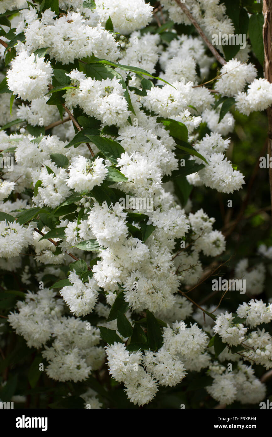 Pure white flowers of the early summer flowering Deutzia crenata 'Plena' Stock Photo