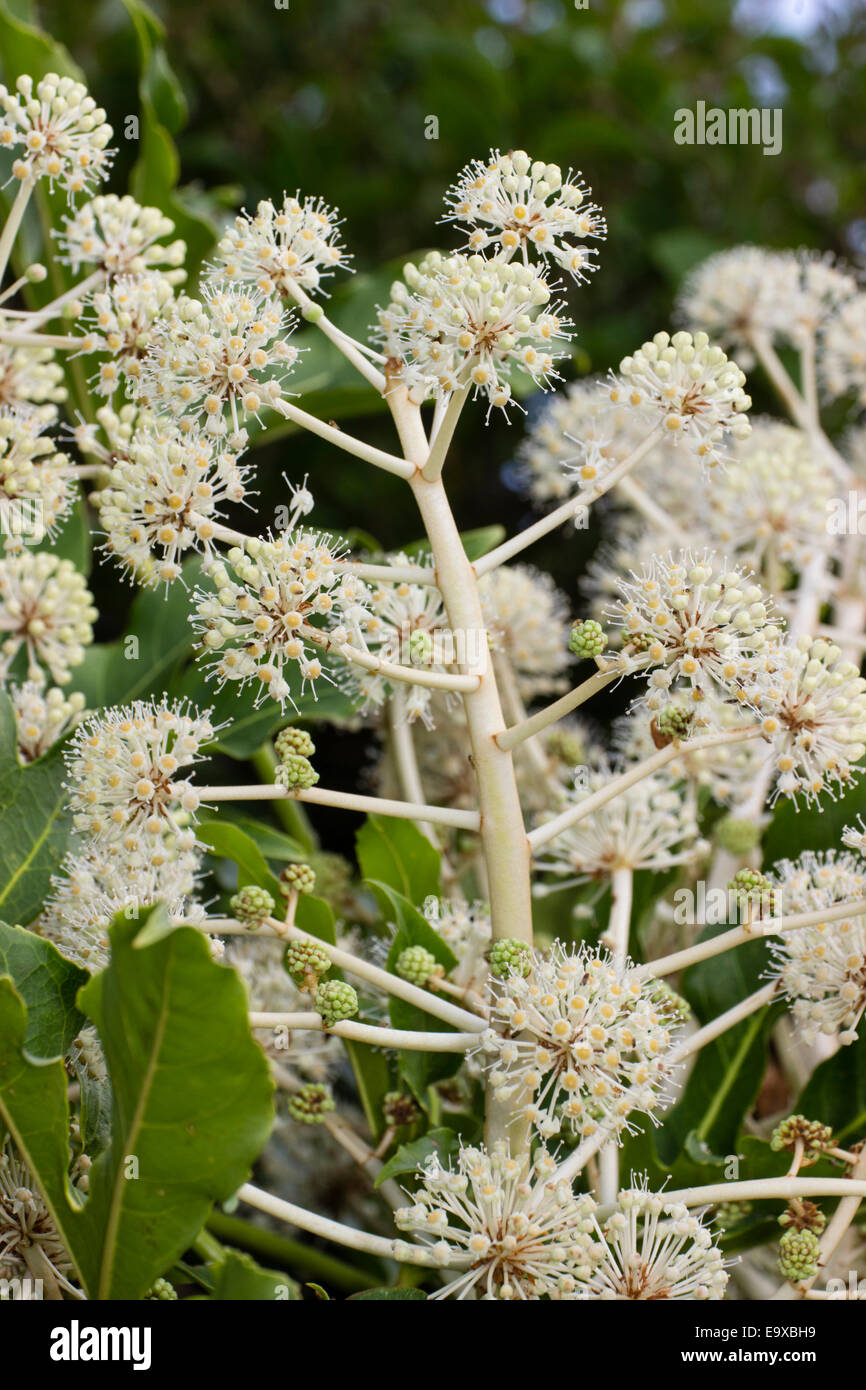 Insect attracting autumn flower heads of the glossy evergreen Fatsia japonica Stock Photo