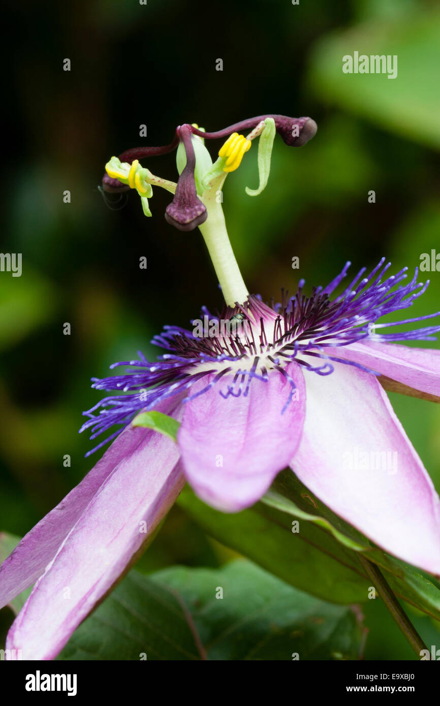 Flower of the halfhardy passion flower, Passiflora 'Lavender Lady