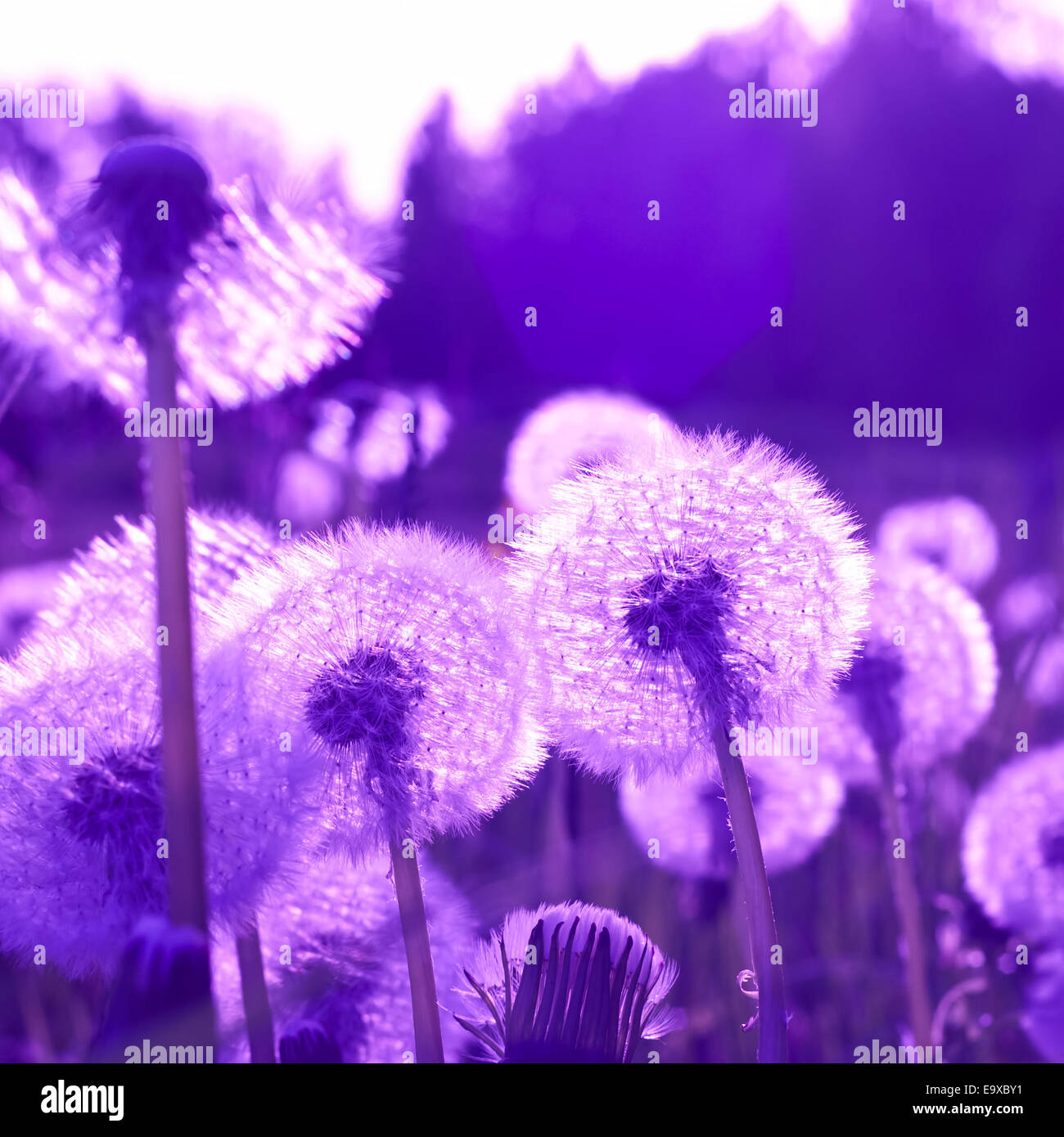 Dandelion fantasy. Tinted by mauve color Stock Photo
