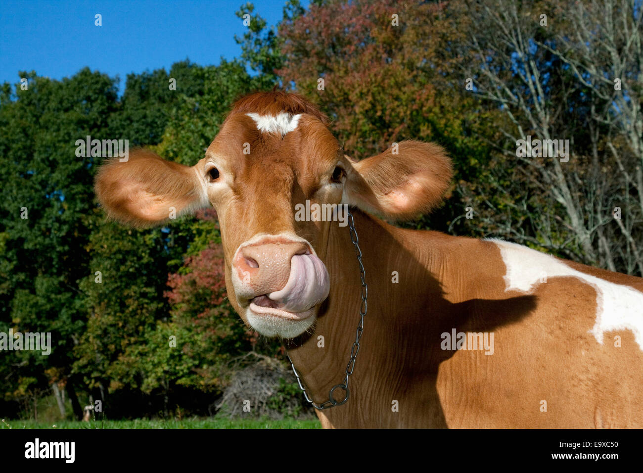 Cow licking its nose hires stock photography and images Alamy