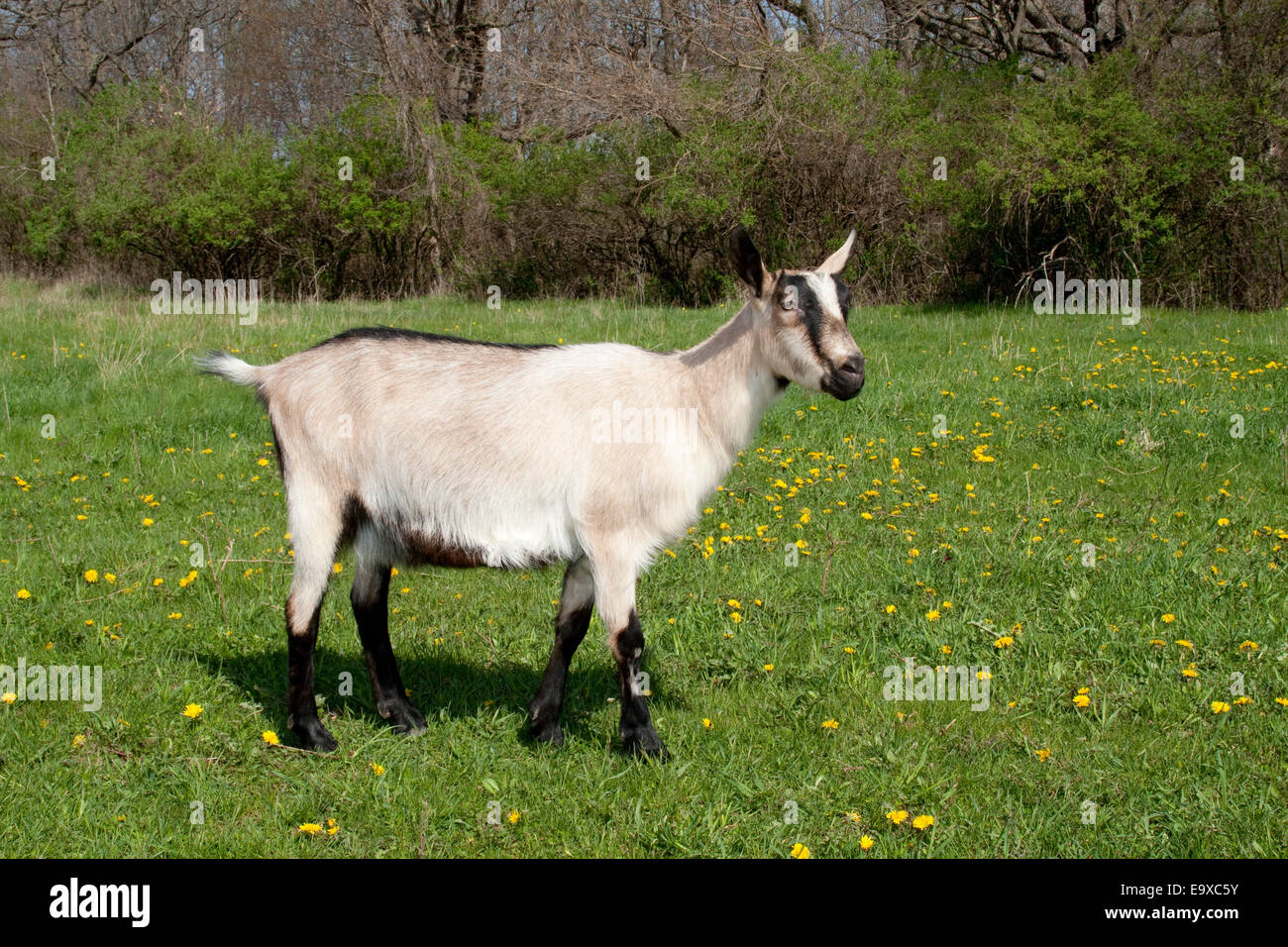 Livestock An Alpine doe (female) dairy goat on a green pasture with