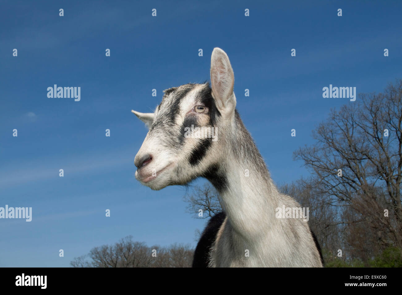 Alpine dairy goat hires stock photography and images Alamy