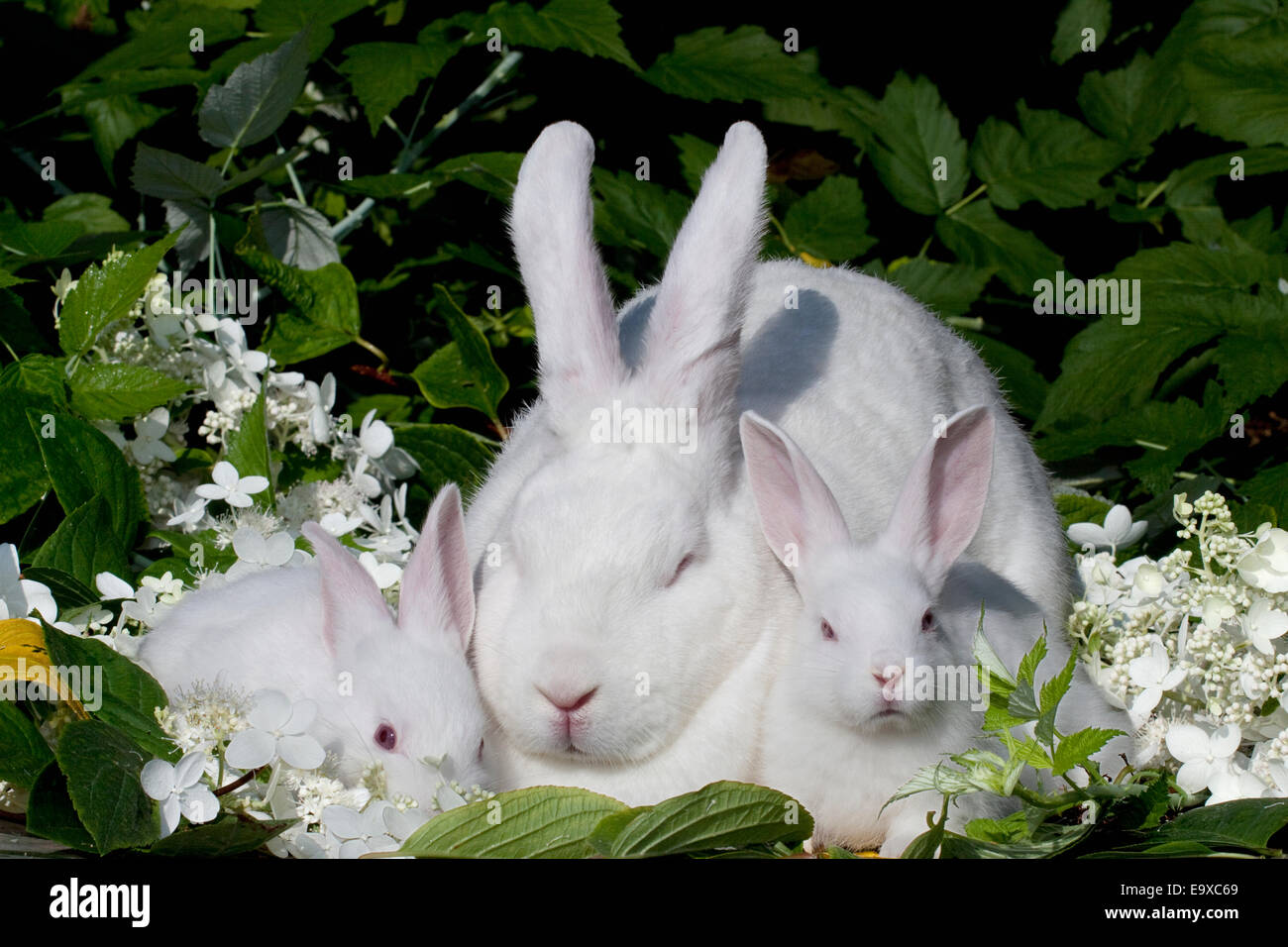 mother rabbit with babies