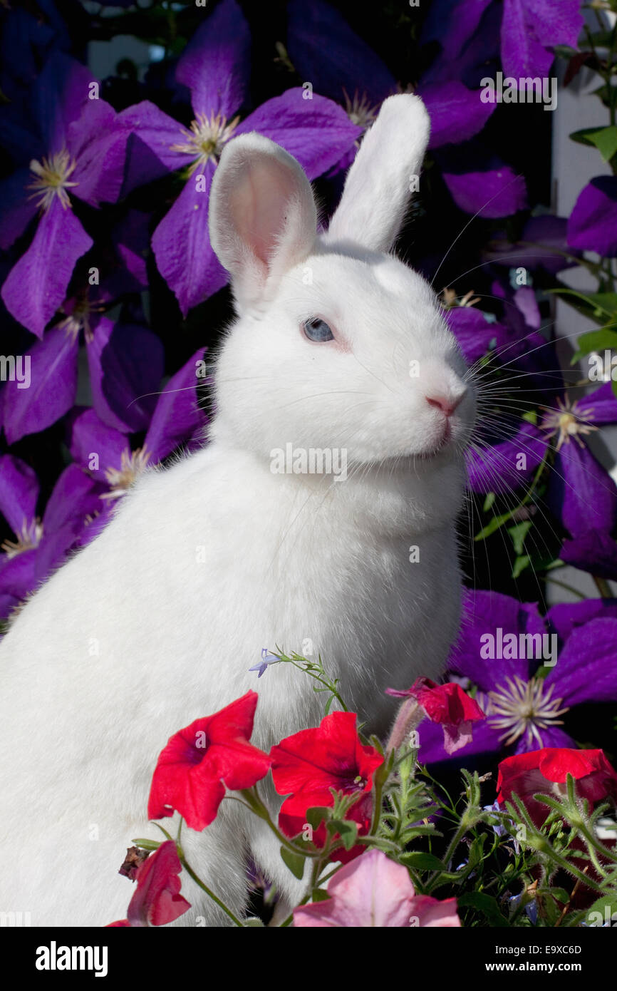 Blue eyed white polish rabbit hot sale