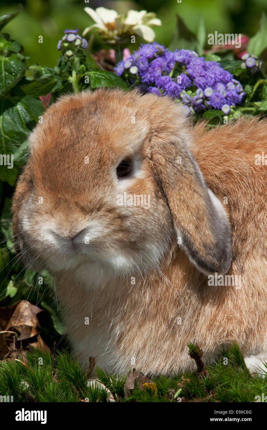 Livestock Closeup of a Holland Lop rabbit with flowers in the