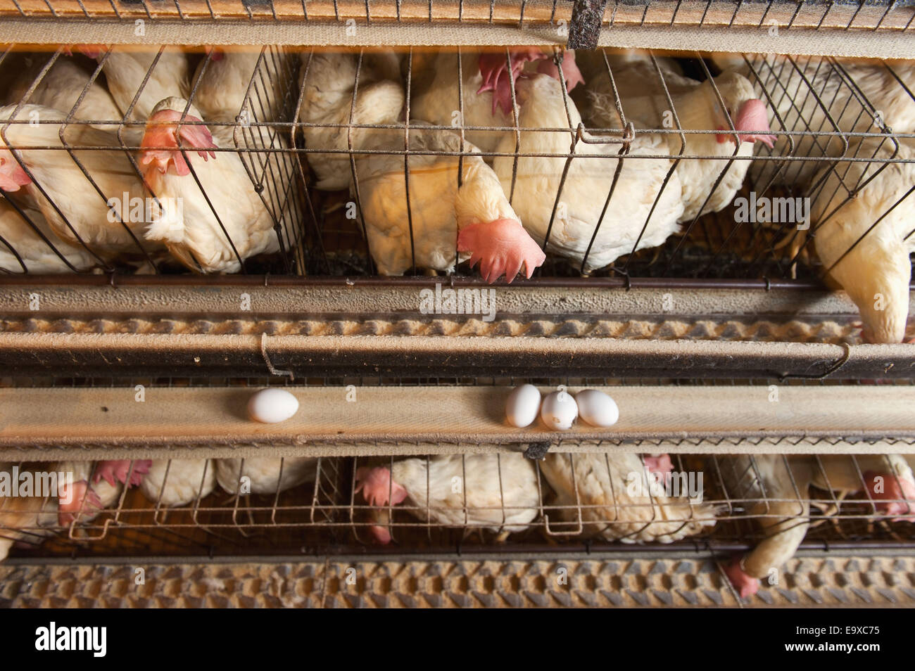 Egg laying hens in battery cages hires stock photography and images