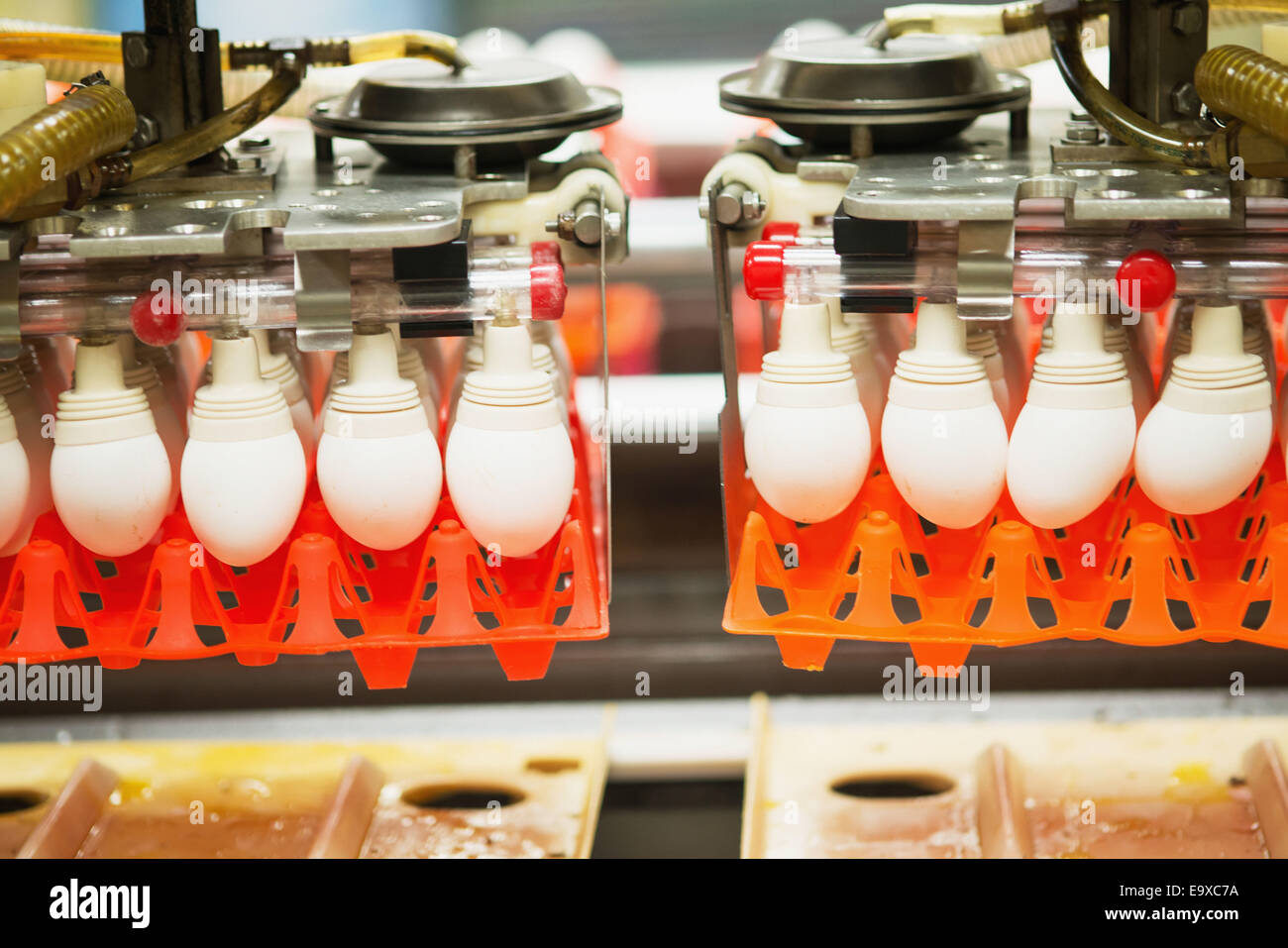 Eggs sorted on a conventional production commercial egg farm; Hampstead, Maryland, United States