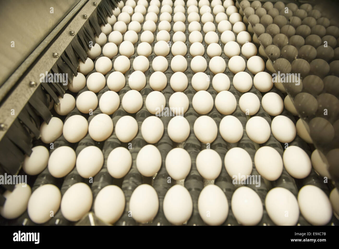 Eggs sorted on a conventional production commercial egg farm; Hampstead