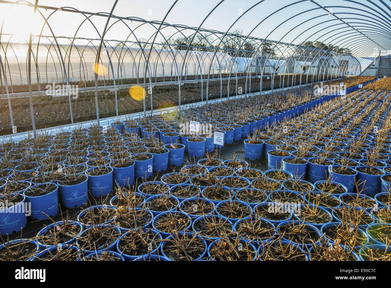 Rows of plants and shrubs in a commercial greenhouse nursery; Salisbury