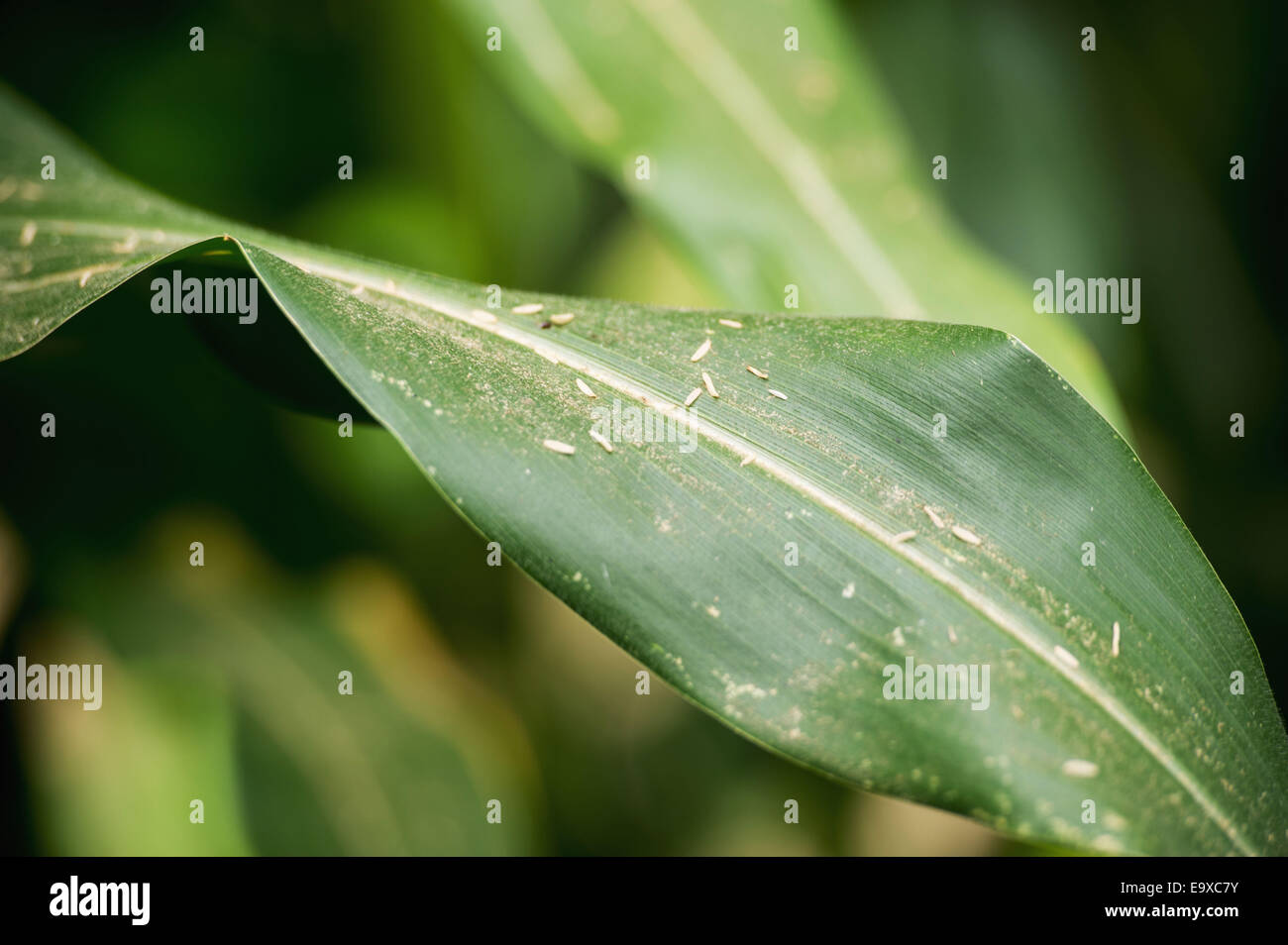 Corn leaf; Centerville, Maryland, United States of America Stock Photo