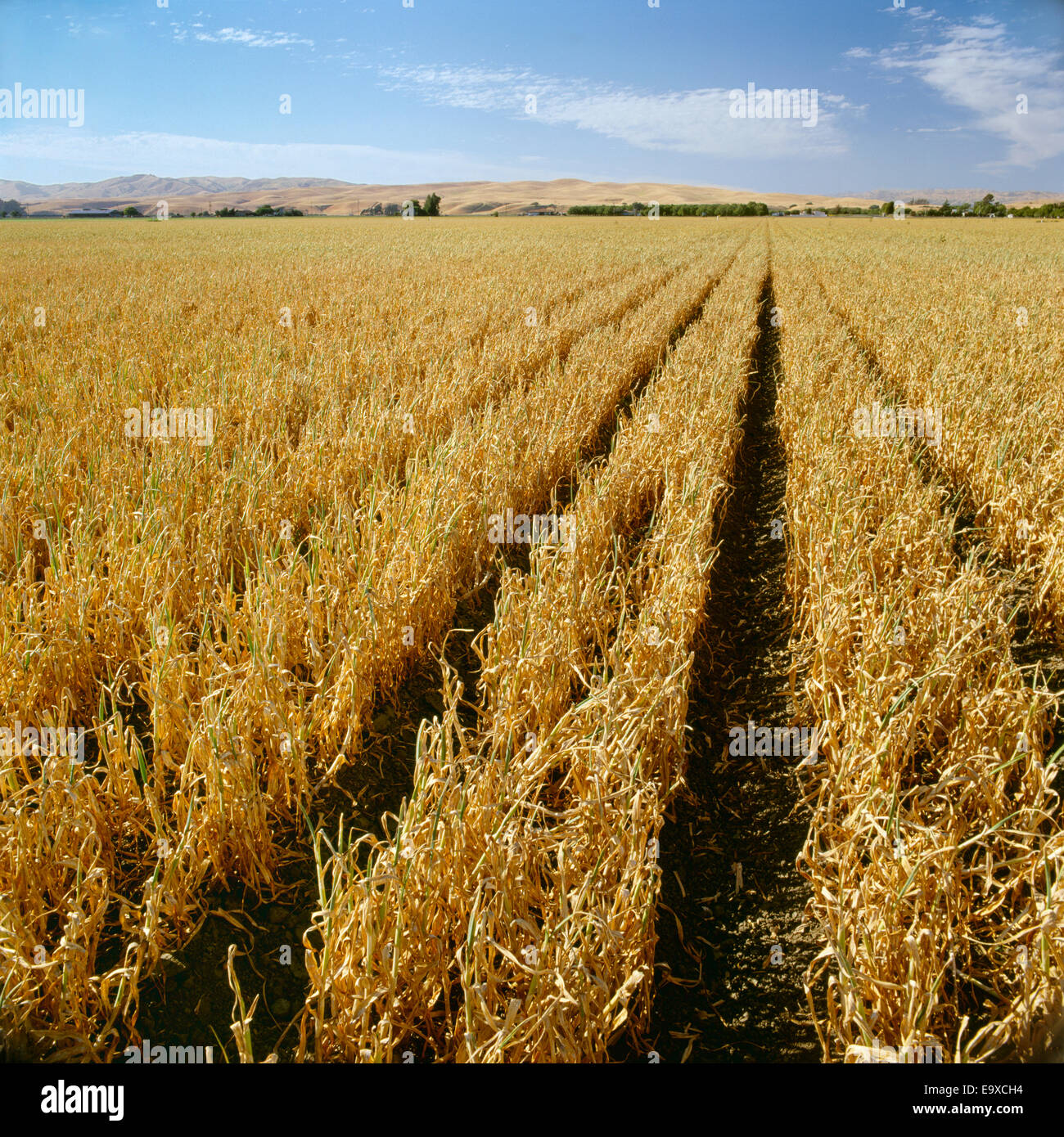 Agriculture Field of mature garlic plants, nearly ready for harvest