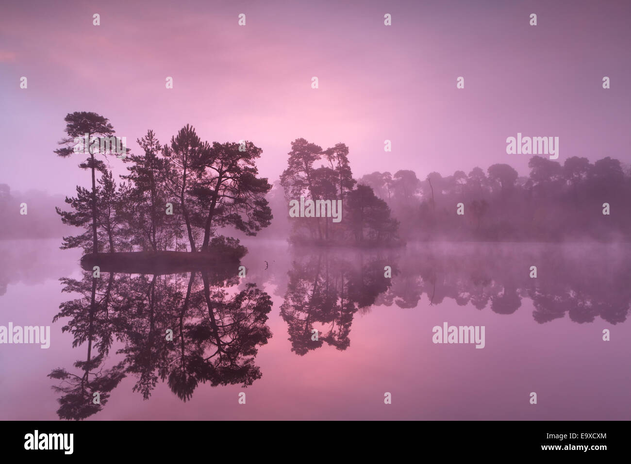 purple misty sunrise over wild lake in forest, Noord Brabant, Netherlands Stock Photo