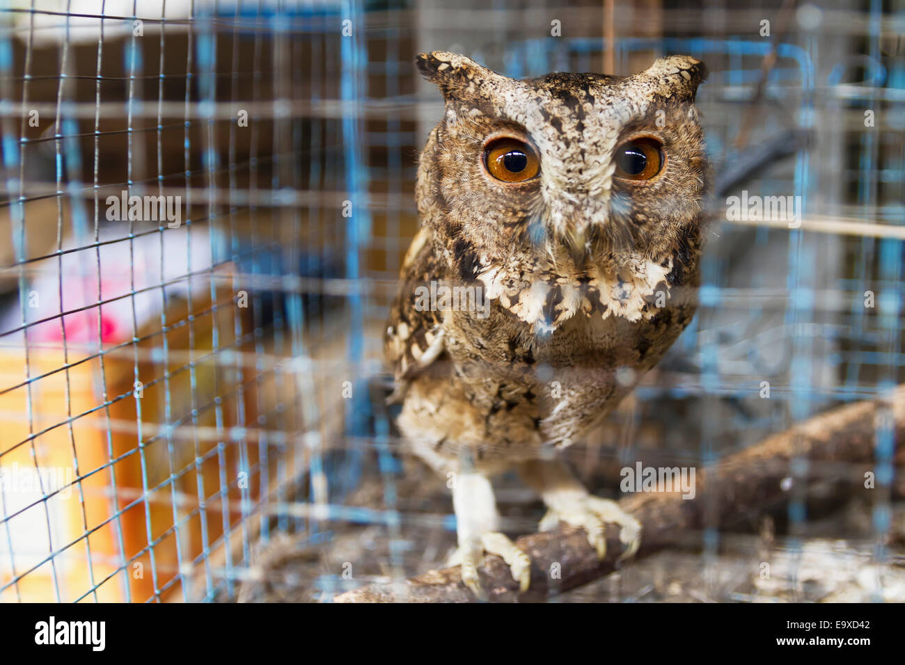 Owl bird for sale sales