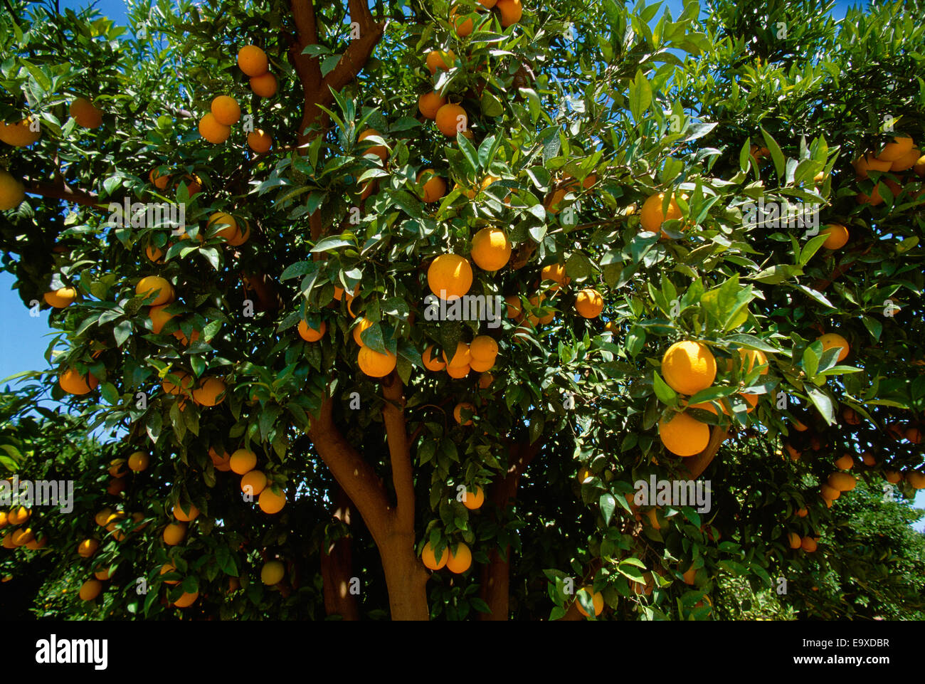 Valencia Orange California Stock Photos & Valencia Orange ...