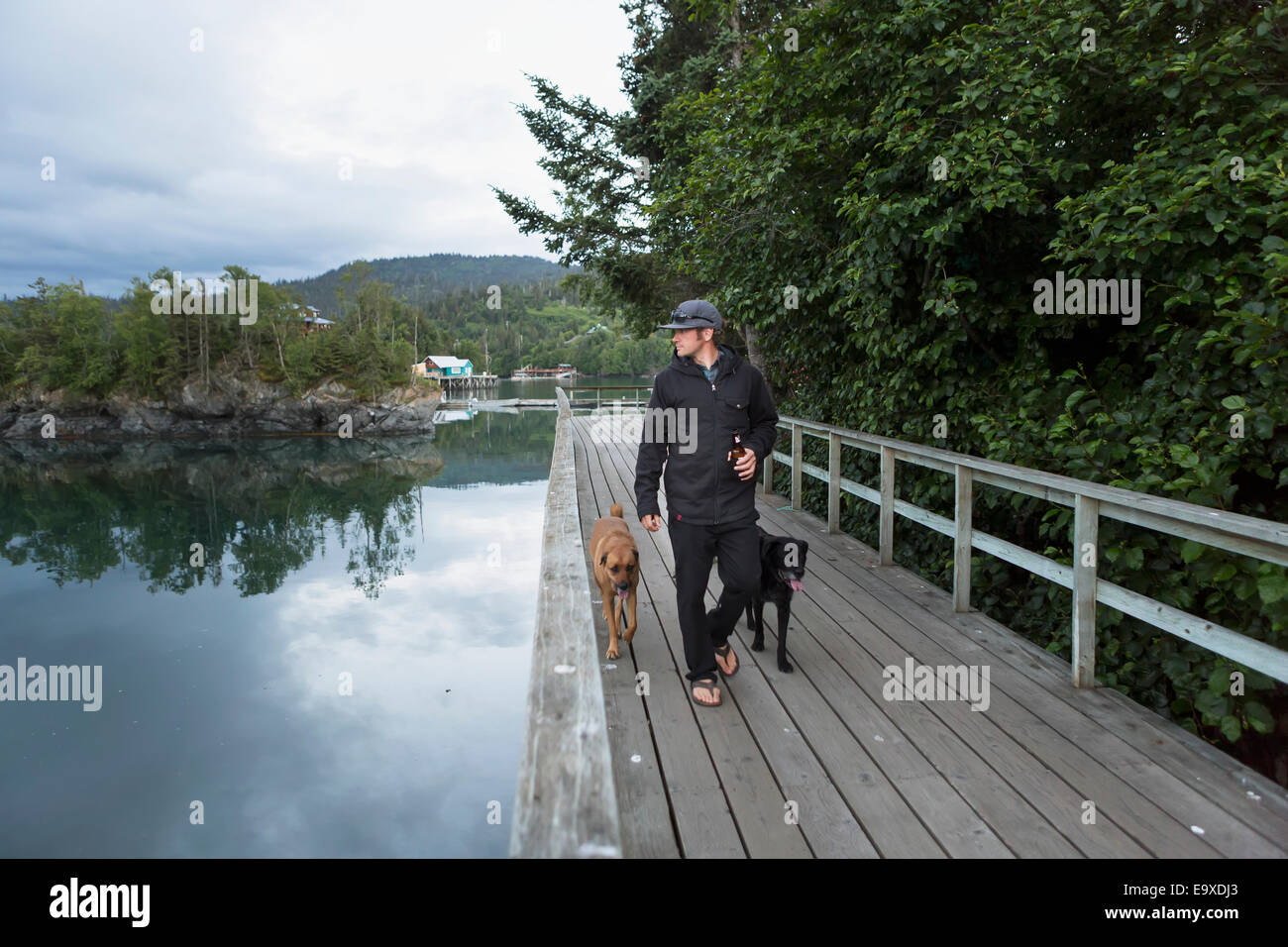 Visitor walks with his dogs along the boardwalk, Halibut Cove, Kachemak Bay, Southcentral Alaska. Stock Photo