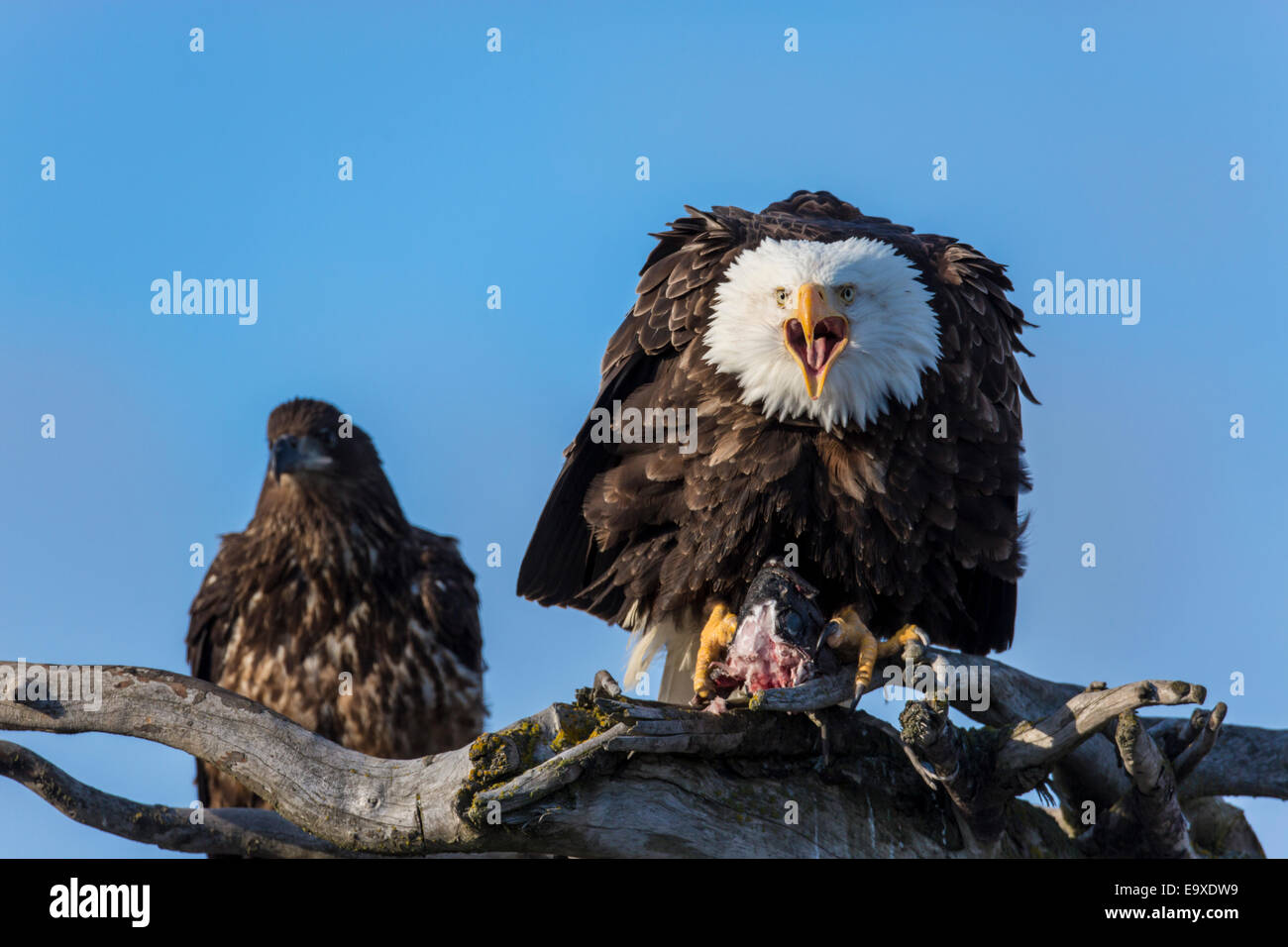 Bald eagle in Alaska Stock Photo - Alamy