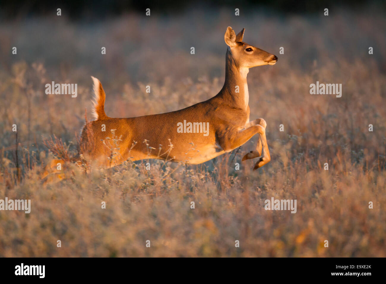 Whitetail doe running at full speed at sunrise Stock Photo