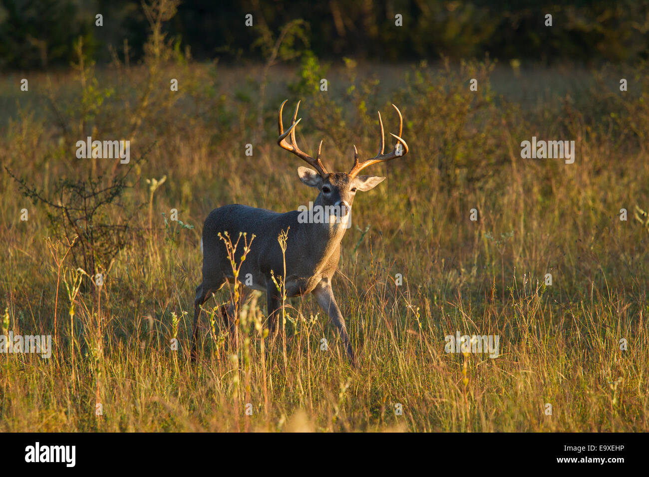 Texas whitetail bucks during the autumn rut Stock Photo Alamy