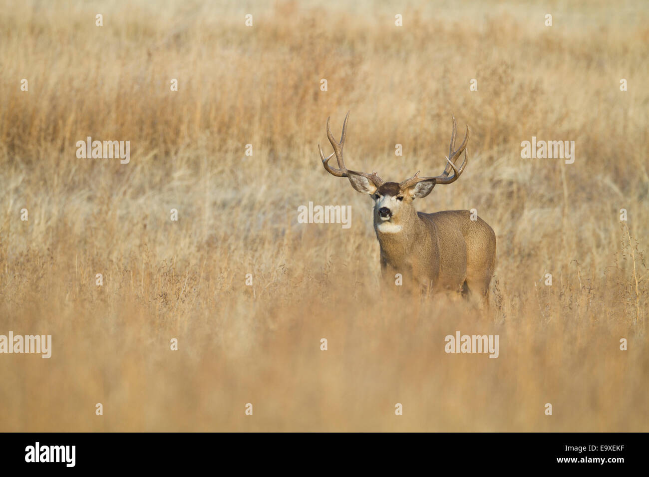 Mule deer buck during the autumn rut Stock Photo Alamy