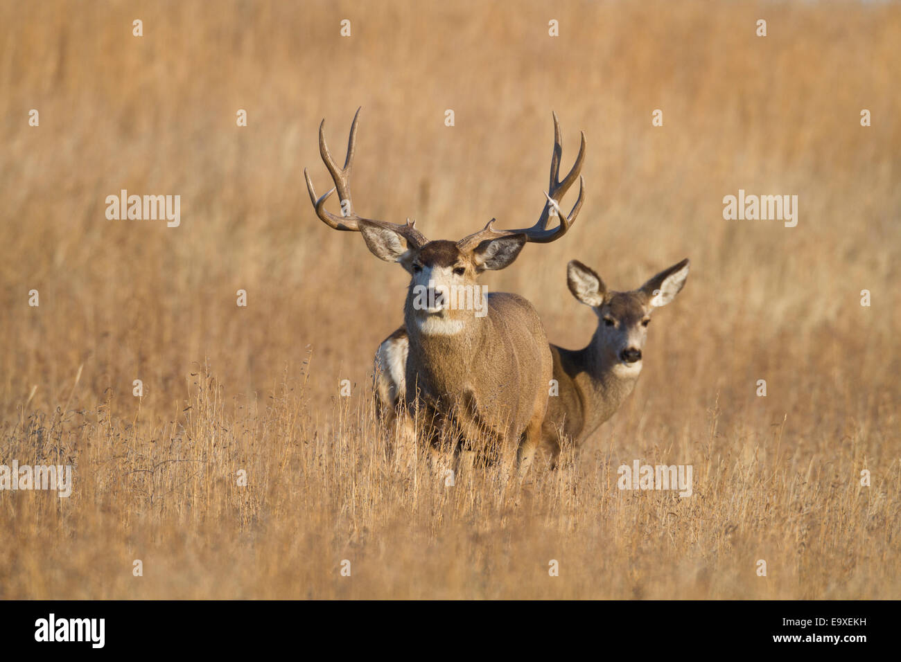 Mule deer buck with doe during the autumn rut Stock Photo - Alamy