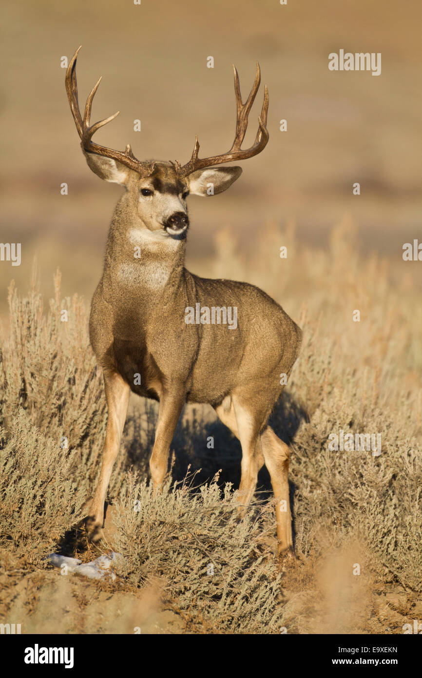 Mule deer buck during the autumn rut in Southwest Wyoming Stock Photo