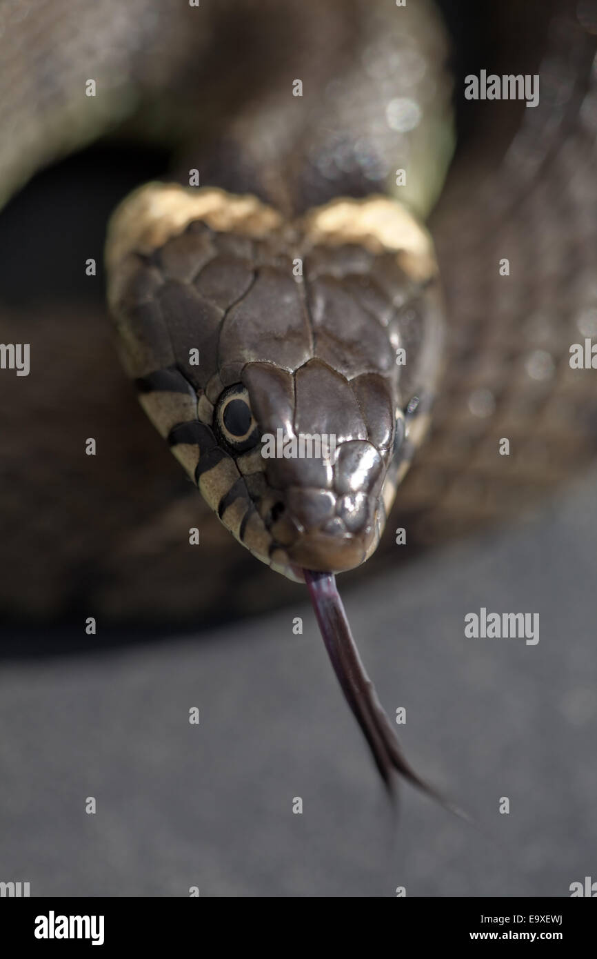 Grass Snake (Natrix natrix helvetica). Adult female. Tongue protruding, being used as a sensor for gathering local information. Stock Photo