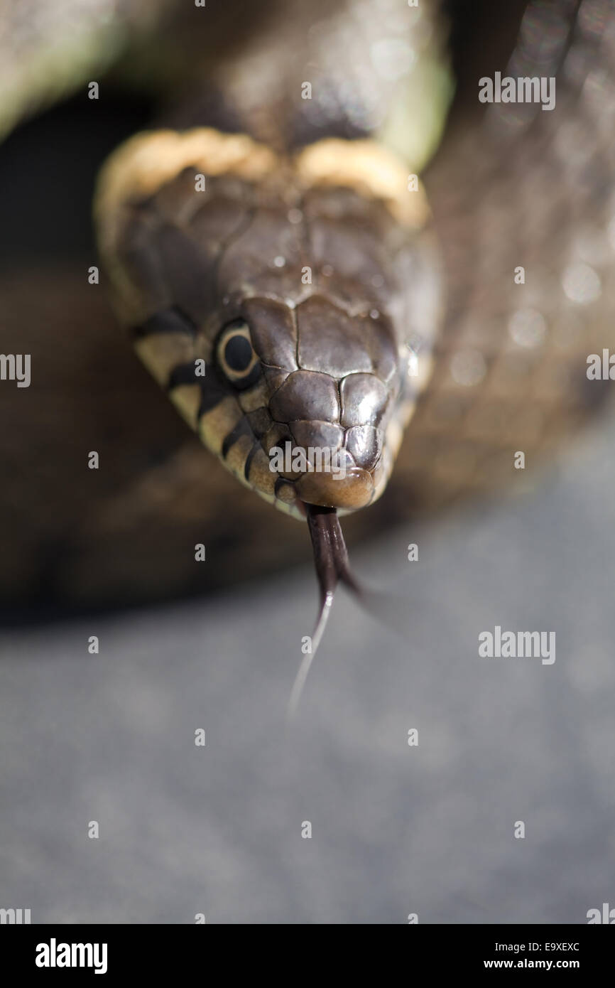 Grass Snake (Natrix natrix helvetica). Adult female. Tongue protruding and being used as a sensor for gathering local informatio Stock Photo