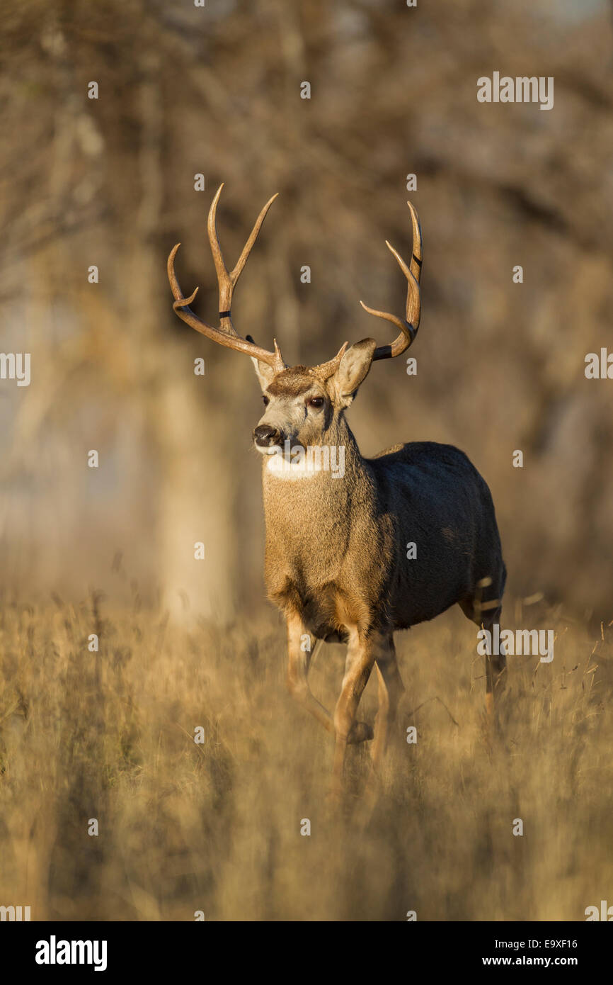 Mule deer buck during the autumn rut Stock Photo Alamy
