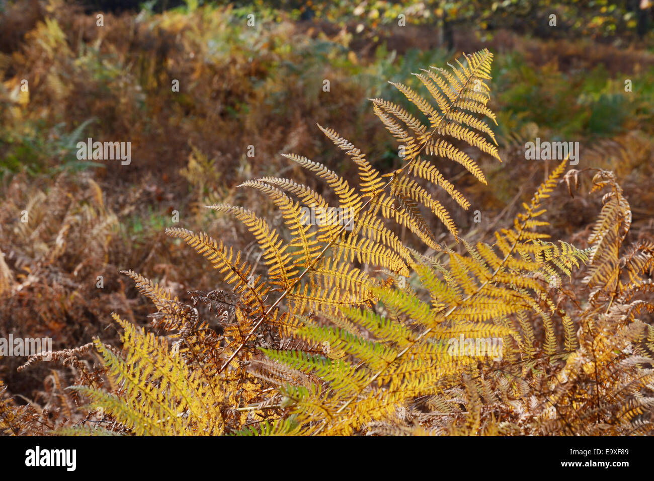 Autumn bracken, Wollaton Park, Nottingham, England, Stock Photo