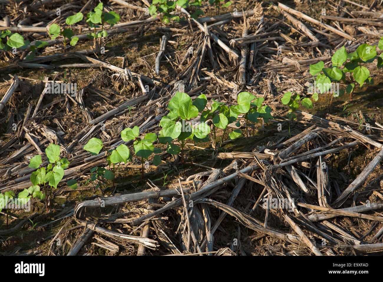 Agriculture - Rows of cotton seedlings at the 3-4 true leaf stage, planted no-till in residue of the previous year Stock Photo