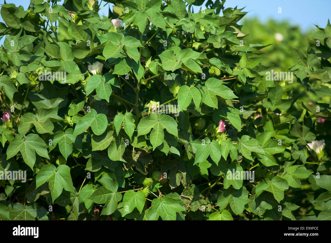 Bill,Ag,Agriculture,Agricultural,Crop,Crops Stock Photo