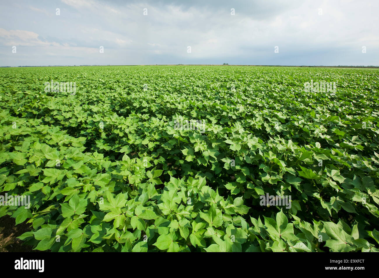 Agriculture Large mid growth cotton field in the advanced boll set