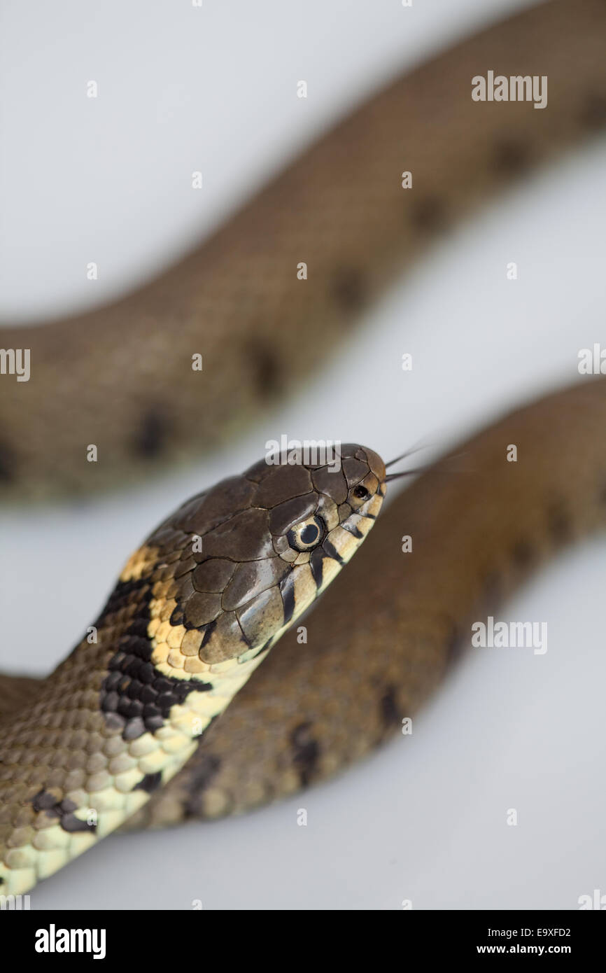 Grass Snake (Natrix natrix helvetica). Stock Photo
