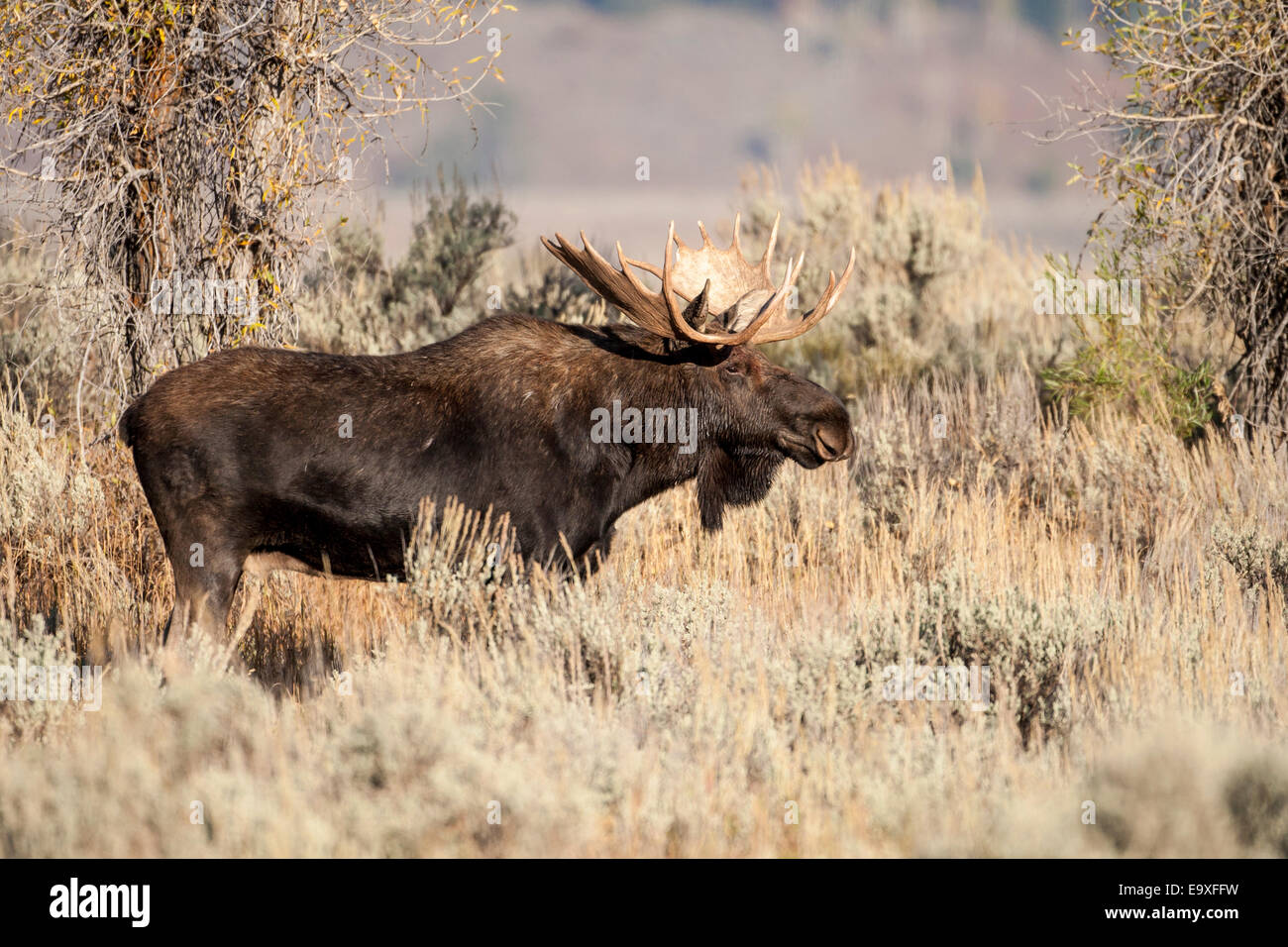 Shira's bull moose during the autumn rut in Wyoming Stock Photo - Alamy