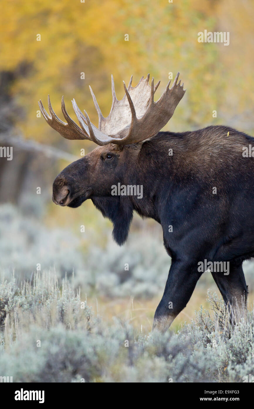 Shira's bull moose during the autumn rut in Wyoming Stock Photo