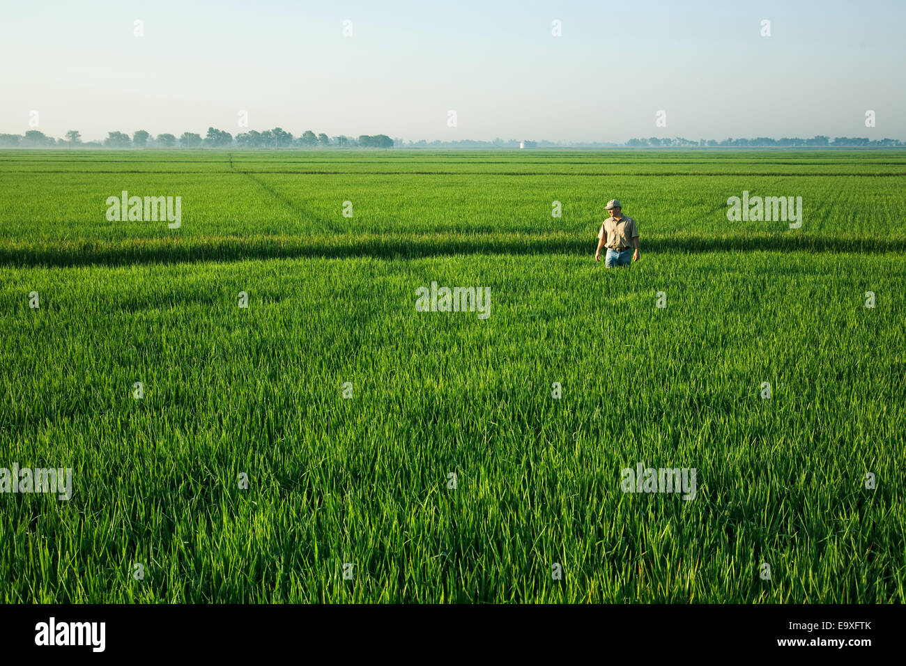 Farmer walks in rice field hi-res stock photography and images - Alamy