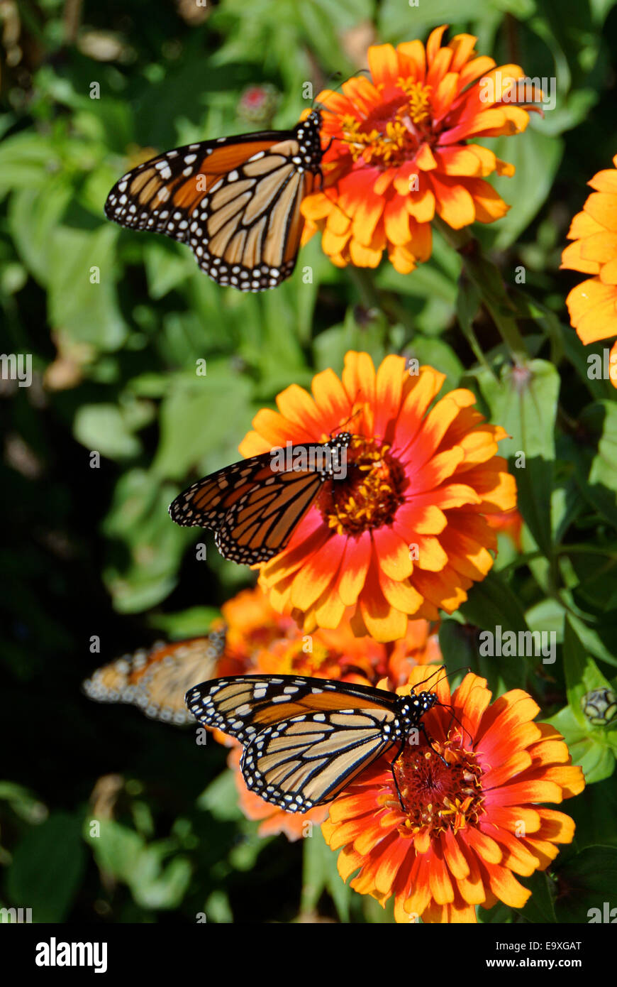 monarch butterflies feed on flowers at Esalen Institue in Big Sur Stock
