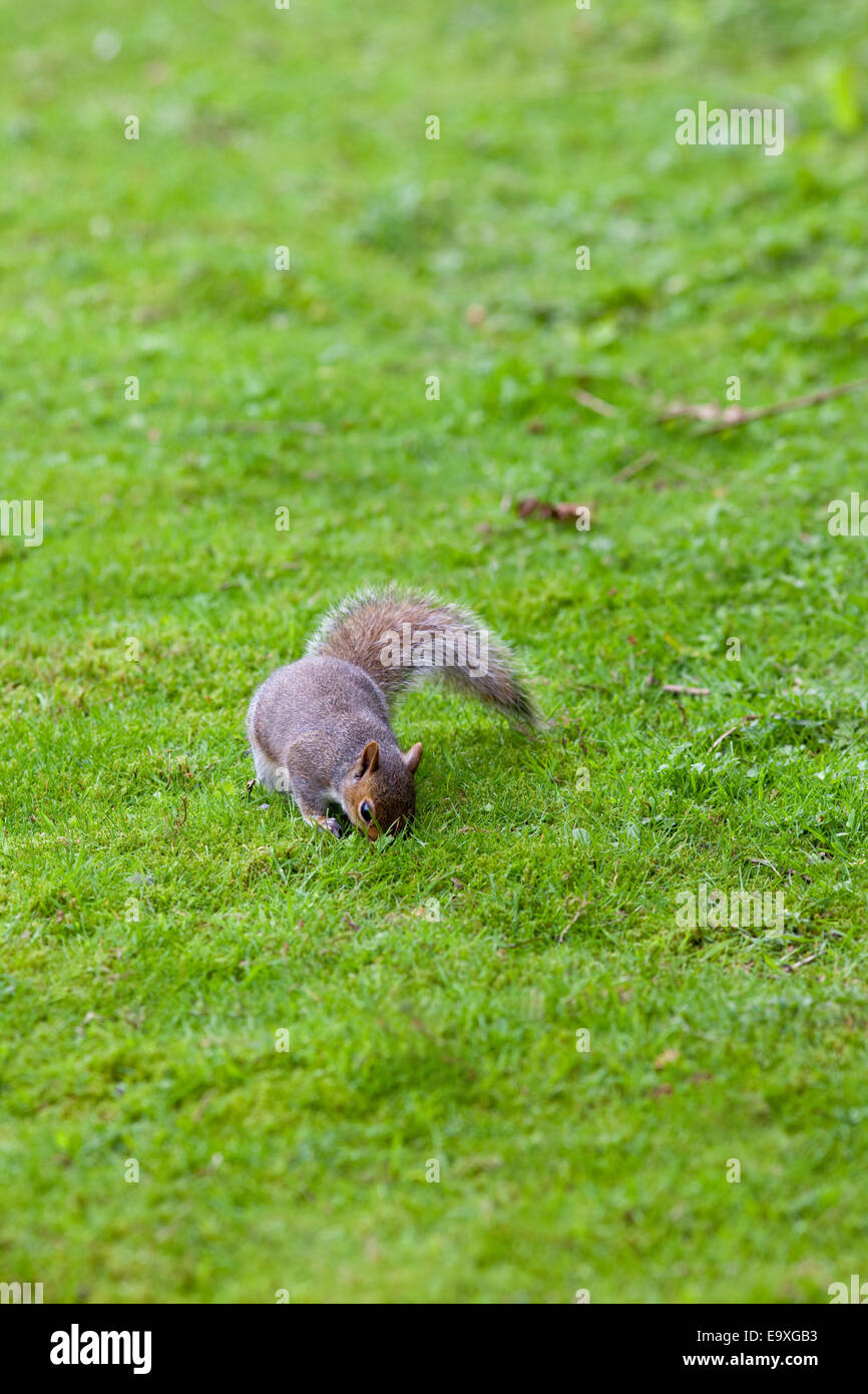 Grey Squirrel (Scurius carolinensis). On ground about to bury food in