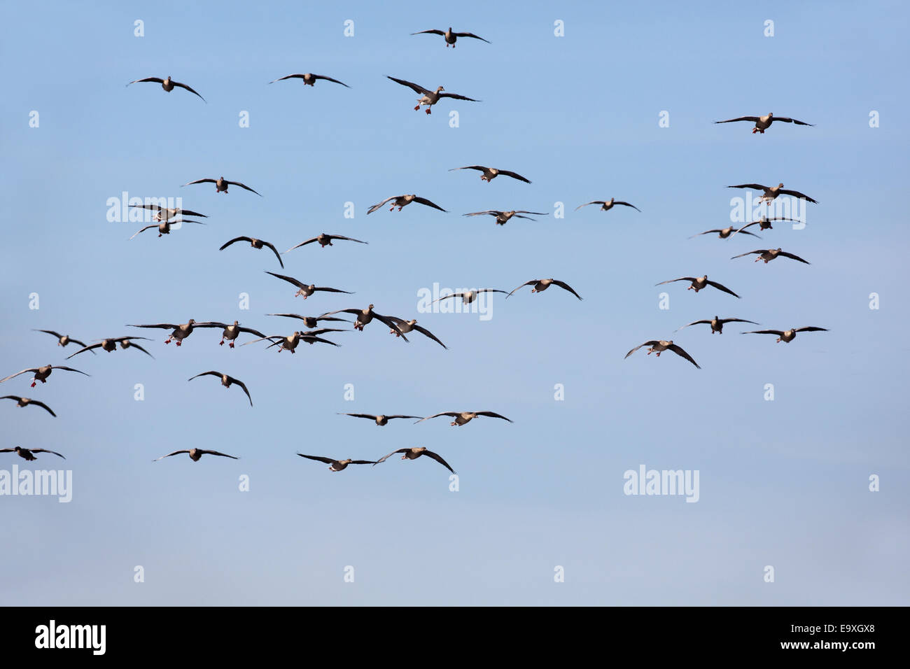 Pink-footed Geese (Anser brachyrhynchus).  Skein of geese from Iceland and Greenland, to overwinter in Scotland and England. Stock Photo