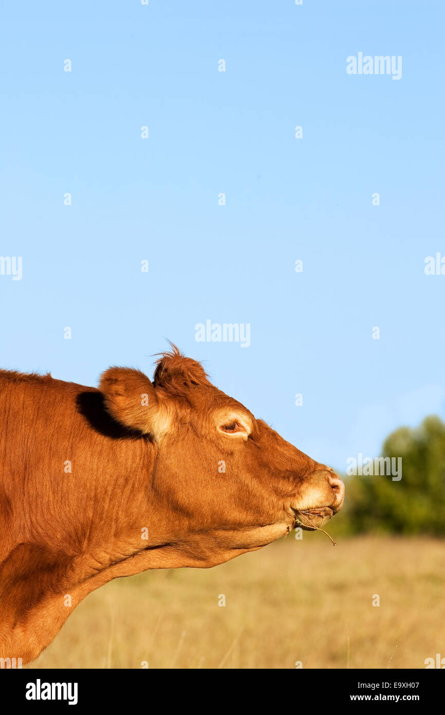 Livestock - Sideview of a Limousin beef cow chewing her cud on a dry ...