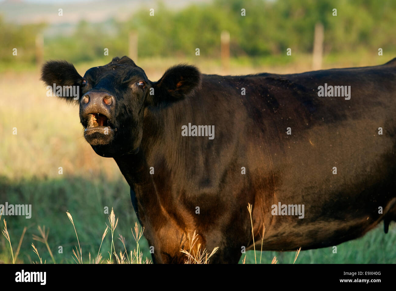 Livestock Black Angus cow mooing / Childress, Texas, USA Stock Photo