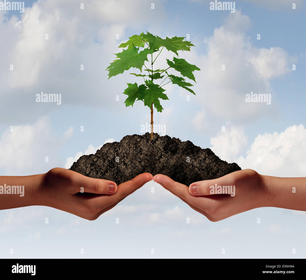 Cooperation growth business symbol as two hands holding up a heap of earth with a tree sapling growing. Stock Photo